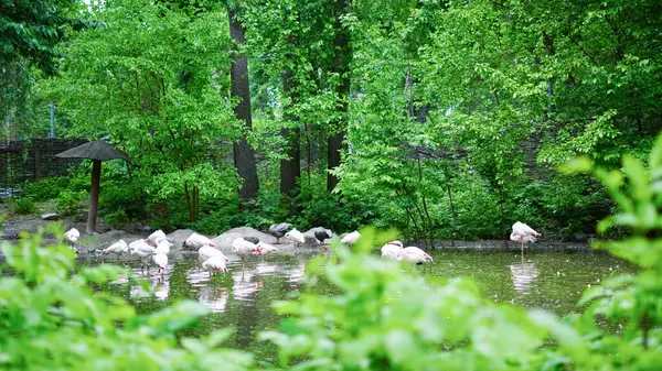 Flamingolar, sakin park ortamında göldeki siyah kuğuların yanında yürürler.