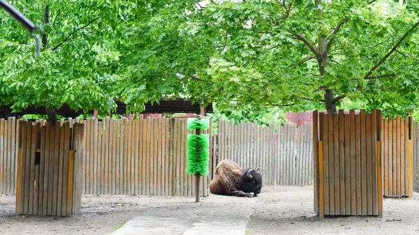 Bufalo gün ışığında ve sıcak havada sakin bir şekilde hayvanat bahçesinde dinleniyor..