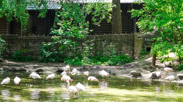 Flamingolar, sakin park ortamında göldeki siyah kuğuların yanında yürürler.