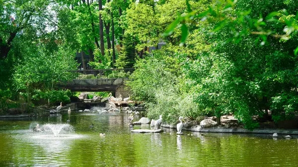 Büyük pelikanlar güneşli bir göl kıyısında yüzüyor ve dinleniyorlar..