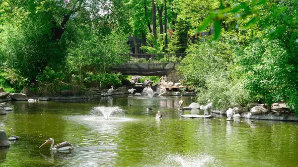 Büyük pelikanlar güneşli bir göl kıyısında yüzüyor ve dinleniyorlar..