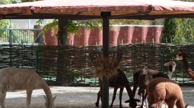 Alpakalar hayvanat bahçesi çiftliğindeki parlak, güneşli bir kalemle besleniyor..