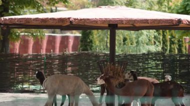 Alpakalar hayvanat bahçesi çiftliğindeki parlak, güneşli bir kalemle besleniyor..