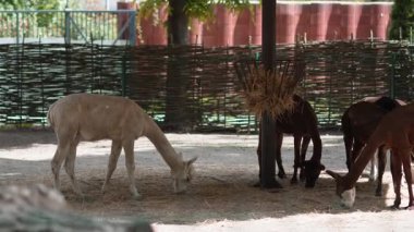 Alpakalar hayvanat bahçesi çiftliğindeki parlak, güneşli bir kalemle besleniyor..