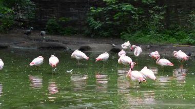 Şehir hayvanat bahçesinde gölün kenarında dinlenen siyah kuğular ve flamingolar.