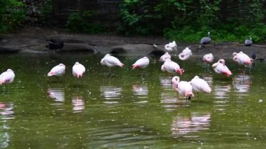 Şehir hayvanat bahçesinde gölün kenarında dinlenen siyah kuğular ve flamingolar.