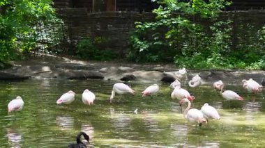 Şehir hayvanat bahçesinde gölün kenarında dinlenen siyah kuğular ve flamingolar.