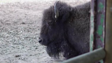 Büyük yetişkin bufalo, hayvanat bahçesinin gölgeli bir bölgesinde huzur içinde dinleniyor..