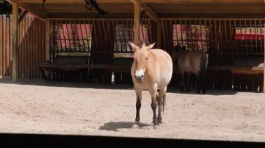 Przewalski atları sakin bir şekilde açık hayvanat bahçesinde doğal ışık altında duruyorlar.