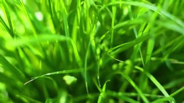 Canlı yeşil çimenler doğal rüzgar hareketinin altında yavaşça sallanıyor.