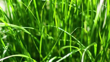 Canlı yeşil çimenler doğal rüzgar hareketinin altında yavaşça sallanıyor.