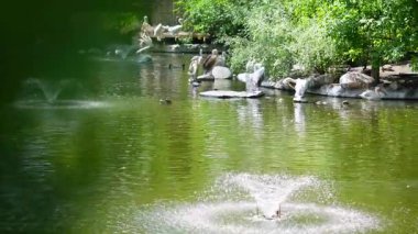 Çevrede sakin su ve yeşillik olan pelikanların doğal yaşam alanı.