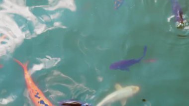 Büyük koi balıkları yüzeye yakın yüzerler. Hayvanat bahçesi havuzundaki çocuklardan yiyecek beklerler.