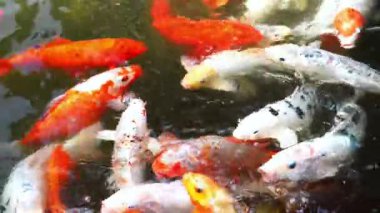 Büyük koi balıkları yüzeye yakın yüzerler. Hayvanat bahçesi havuzundaki çocuklardan yiyecek beklerler.