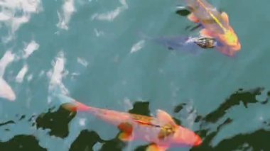 Büyük koi balıkları yüzeye yakın yüzerler. Hayvanat bahçesi havuzundaki çocuklardan yiyecek beklerler.