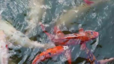 Büyük koi balıkları yüzeye yakın yüzerler. Hayvanat bahçesi havuzundaki çocuklardan yiyecek beklerler.