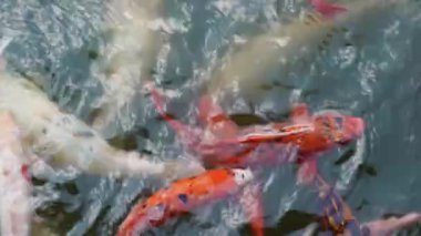 Büyük koi balıkları yüzeye yakın yüzerler. Hayvanat bahçesi havuzundaki çocuklardan yiyecek beklerler.