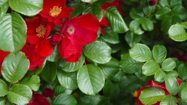 Yaz bahçesinde yeşil yaprakların arasında açan doğal kırmızı çiçekler..