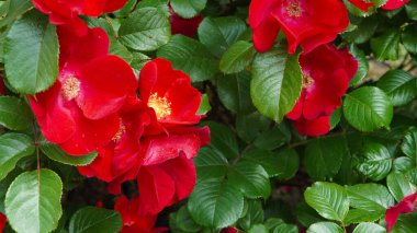 Taze yeşil yapraklarla güneş ışığında açan parlak kırmızı güller..