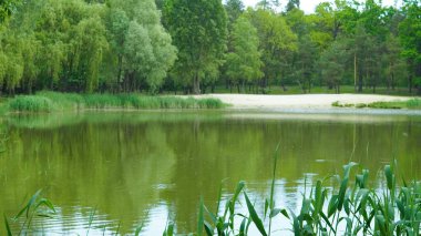 Ormanlık alandaki sessiz göl aile pikniği ve rahatlama için ideal..
