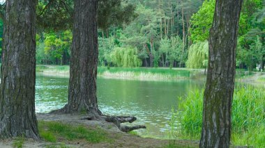 Yeşil Orman Parkı 'ndaki göl, yaz pikniği için mükemmel bir yer..