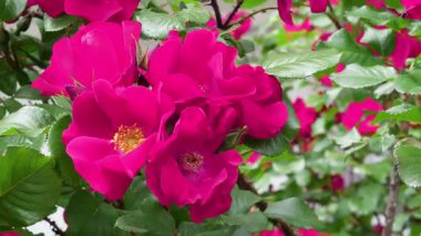 Yaban gülü, güneş ışığında yemyeşil ve canlı taç yapraklarıyla