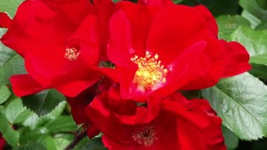 Yaban gülü, güneş ışığında yemyeşil ve canlı taç yapraklarıyla