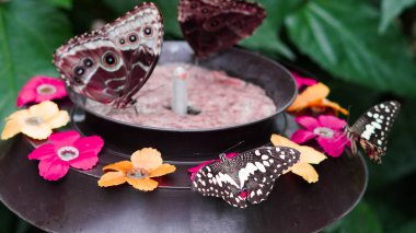 Narin kelebek kontrollü üreme laboratuarında hafif ışıkta yakalandı..