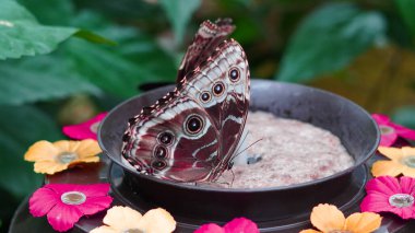 Eko bahçesinde yaprak üzerinde canlı kelebek. Açık havada üreme ortamı..