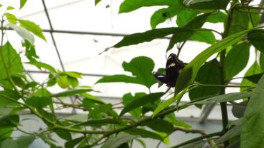 Eko kubbede yaşayan kelebeklere yakından bakmak araştırma ve üreme için yaratılmıştır.