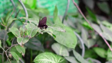 Eko kubbede yaşayan kelebeklere yakından bakmak araştırma ve üreme için yaratılmıştır.