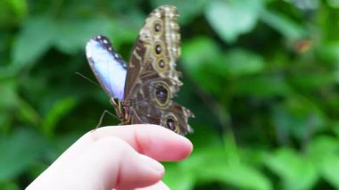 Eko kubbede yaşayan kelebeklere yakından bakmak araştırma ve üreme için yaratılmıştır.