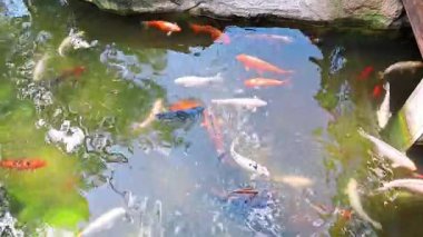  Renkli balıklar gölde yüzer. Hayvanat bahçesi ziyaretçilerinden yiyecek bekler.