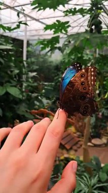 Parmaktaki kelebek, doğayla olan duygusal bağını ve iyileşmesini simgeler.