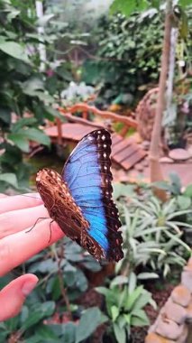 Parmaktaki kelebek, doğayla olan duygusal bağını ve iyileşmesini simgeler.