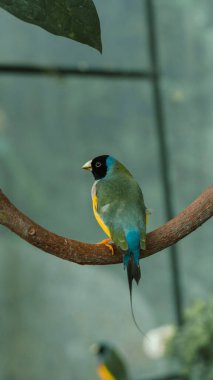 Renkli Avustralya ispinozu, dalın üzerine tünemiş..