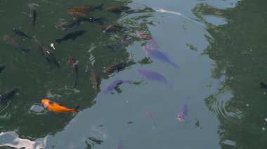 Tatlı su nehir balık grubu gün ışığında yiyecek için yüzeye yakın bekliyor..