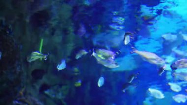  Temiz suda egzotik balıklarla donanma mavi akvaryumu