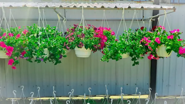 Çiçek açan ve çiçek sepeti asan açık hava çiçekçisi..