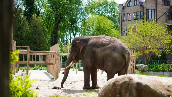 Hayvanat bahçesi otlağında ağaçlar ve çitlerle çevrili huzurlu bir fil