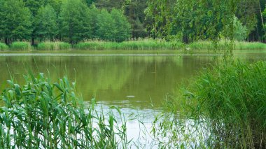 Yeşil Orman Parkı 'ndaki göl, yaz pikniği için mükemmel bir yer..