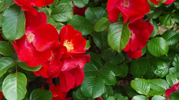 Taze yeşil yapraklarla güneş ışığında açan parlak kırmızı güller..