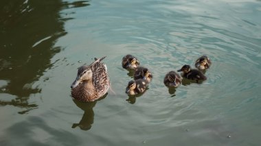 Gün doğumunda sakin park gölünde suda yüzen ördek ailesi..
