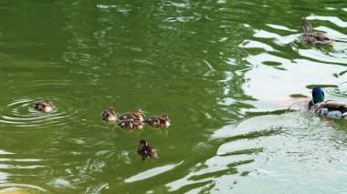 Gün doğumunda sakin park gölünde suda yüzen ördek ailesi..