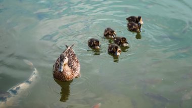 Anne ördek, doğal uyum içinde ördek yavrularıyla gölde yüzer..