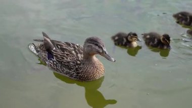  Anne ördek yavrusuyla sakin bir göl yüzeyinde huzur içinde yüzüyor.