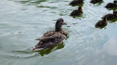  Anne ördek yavrusuyla sakin bir göl yüzeyinde huzur içinde yüzüyor.