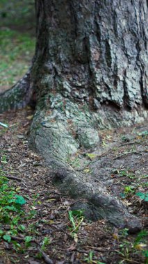 Huzurlu orman yolu sahnesinde kök yapıları dünyayla iç içe geçiyor..
