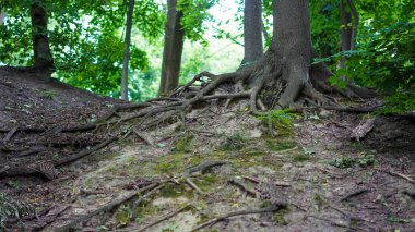 Ağaç tabanlı ve gür orman zeminli ormanlık alandaki botanik kökleri.