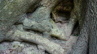 Ormanın derinliklerindeki çarpık ağaç kökleri doğal toprak tonlarıyla..